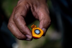 Plantation worker Dale Bacho holds an oil palm fruit showing the inside of the kernel.