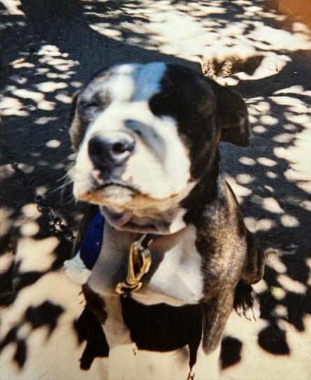 an image of a black and white pit bull