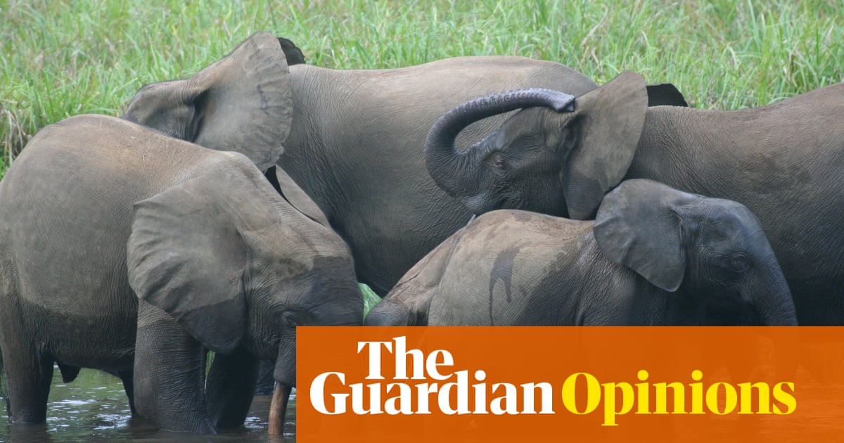 Africa’s forest elephant has been largely overlooked. Now we need to fight for it