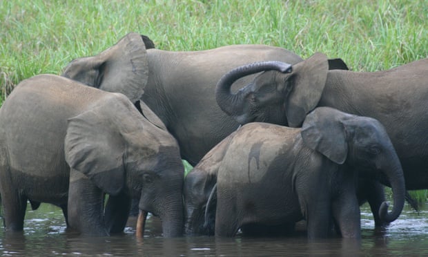 Africa’s forest elephant has been largely overlooked. Now we need to fight for it Africa’s forest elephant has been largely overlooked. Now we need to fight for it
