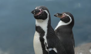 Exmoor Zoo Penguin Colony Wiped Out By Avian Malaria World News