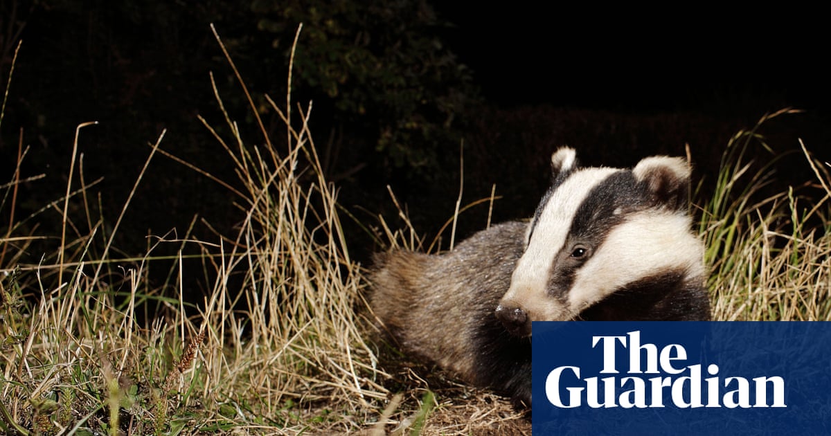 UK government overturns plans to phase out badger cull | Badgers