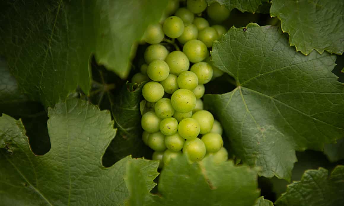 Vineyards at Scarborough Wine Co. in the Hunter Valley, NSW, Australia.