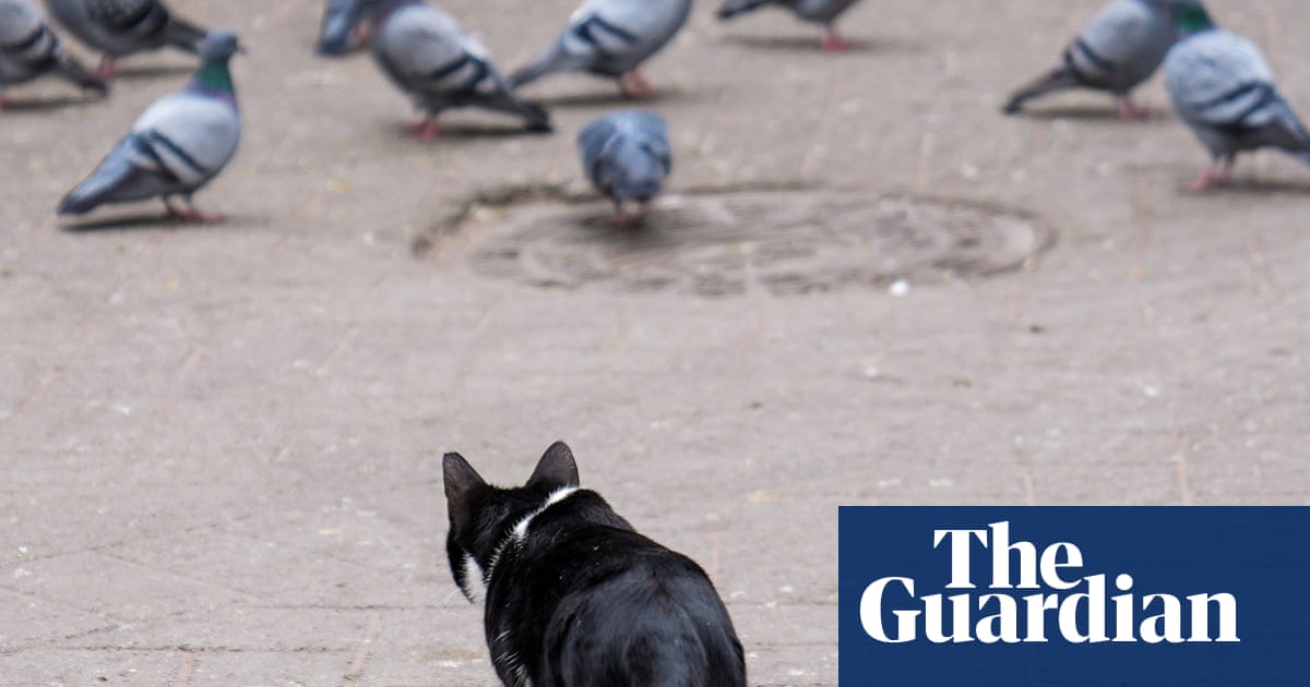 A deadly strain of bird flu has landed on Australian shores. Does it pose a risk to pets?