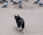A deadly strain of bird flu has landed on Australian shores. Does it pose a risk to pets?