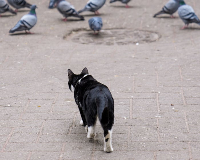 A deadly strain of bird flu has landed on Australian shores. Does it pose a risk to pets?