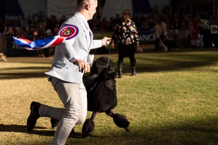 The poodle and his handler run around the ring
