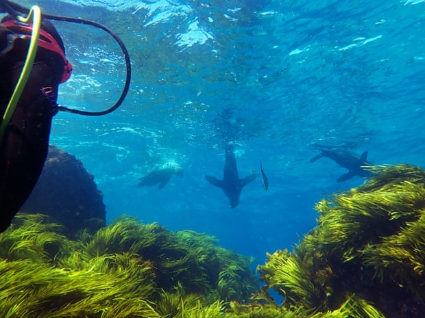 Seals above crayweed
