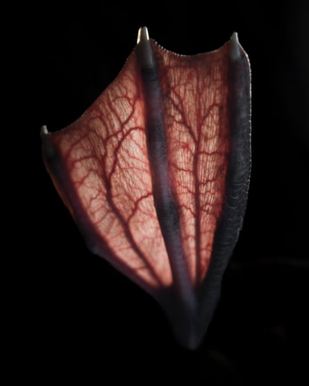A closeup of the webbed foot of a Cory’s shearwater