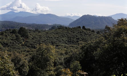 Avocado orchards stretch far into the mountains in Michoacán state.