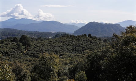 Huertos de aguacate en las montañas de Michoacán.