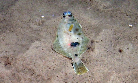 A megrim fish on rippled sand at Dogger Bank in the North Sea