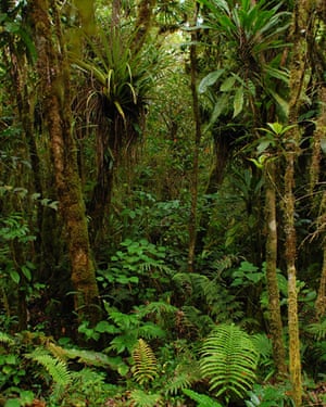 Forest in Samoa.