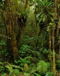 Caught in the crossfire: little dodo nears extinction | Environment Forest in Samoa.