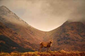 Scottish red deer graze in Glen Etive, Scotland