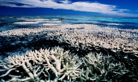 Coral on Australia’s Great Barrier Reef seen suffering from bleaching in 1998. Bleaching occurs when ocean temperatures pass a threshold that affects the tiny animals which give coral its brilliance.