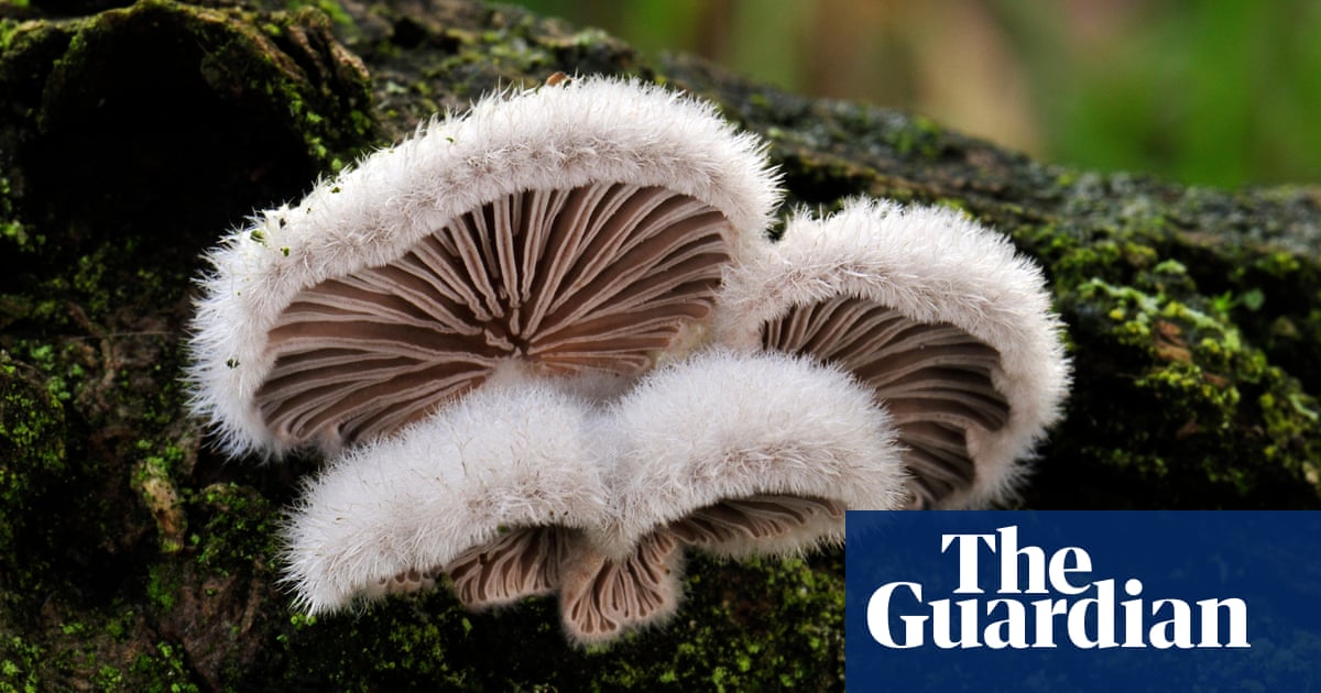 Mushrooms communicate with each other using up to 50 'words', scientist claims