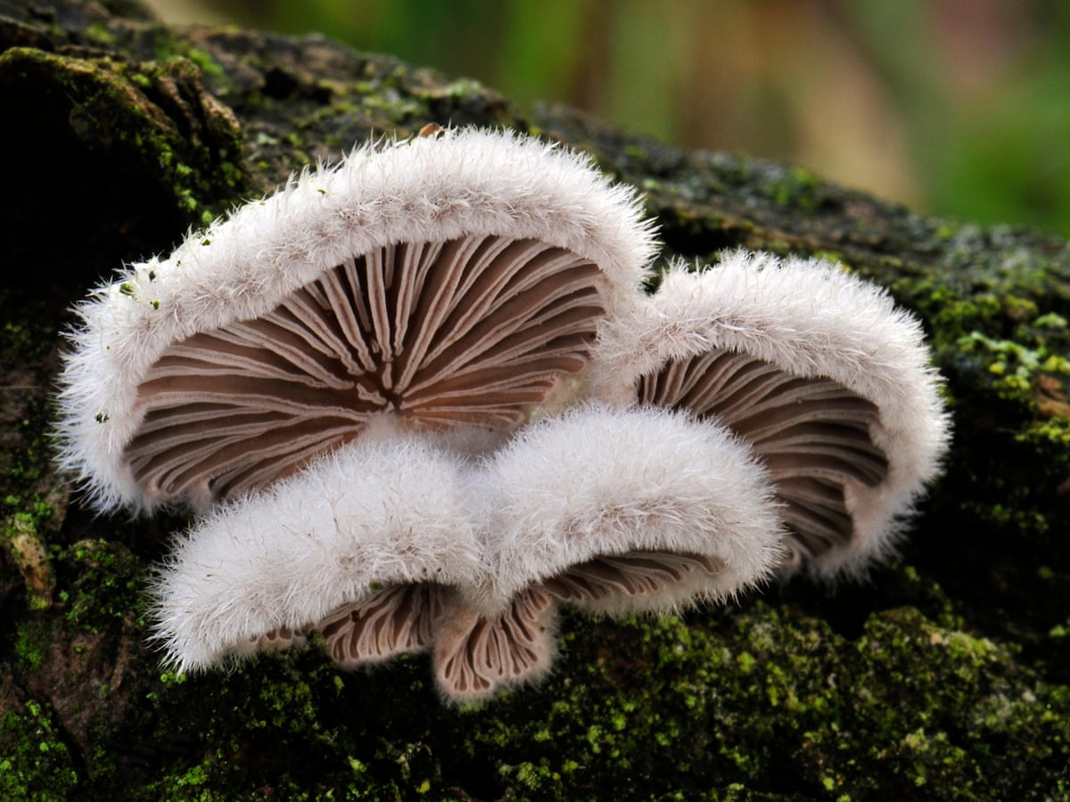 Mushrooms communicate with each other using up to 50 'words', scientist  claims | Fungi | The Guardian