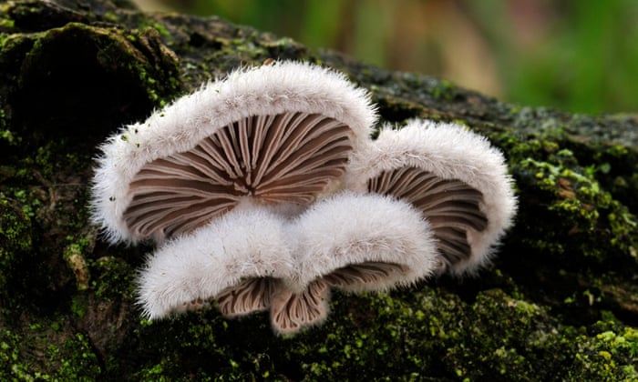 Mushrooms communicate with each other using up to 50 'words', scientist claims | Fungi | The Guardian