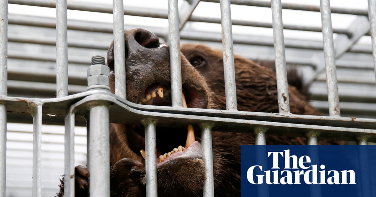 As Japan experiences a surge in bear attacks, survivors share grisly stories of blood, bites and broken bones