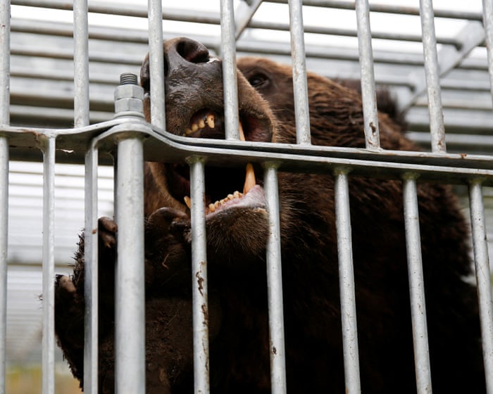 As Japan experiences a surge in bear attacks, survivors share grisly stories of blood, bites and broken bones