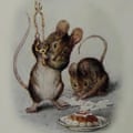 پیشانی دو موش بد اثر بئاتریکس پاتر.