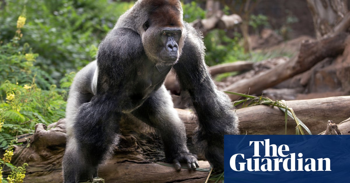 Campaigners criticise European zoo proposals to cull adult male gorillas
