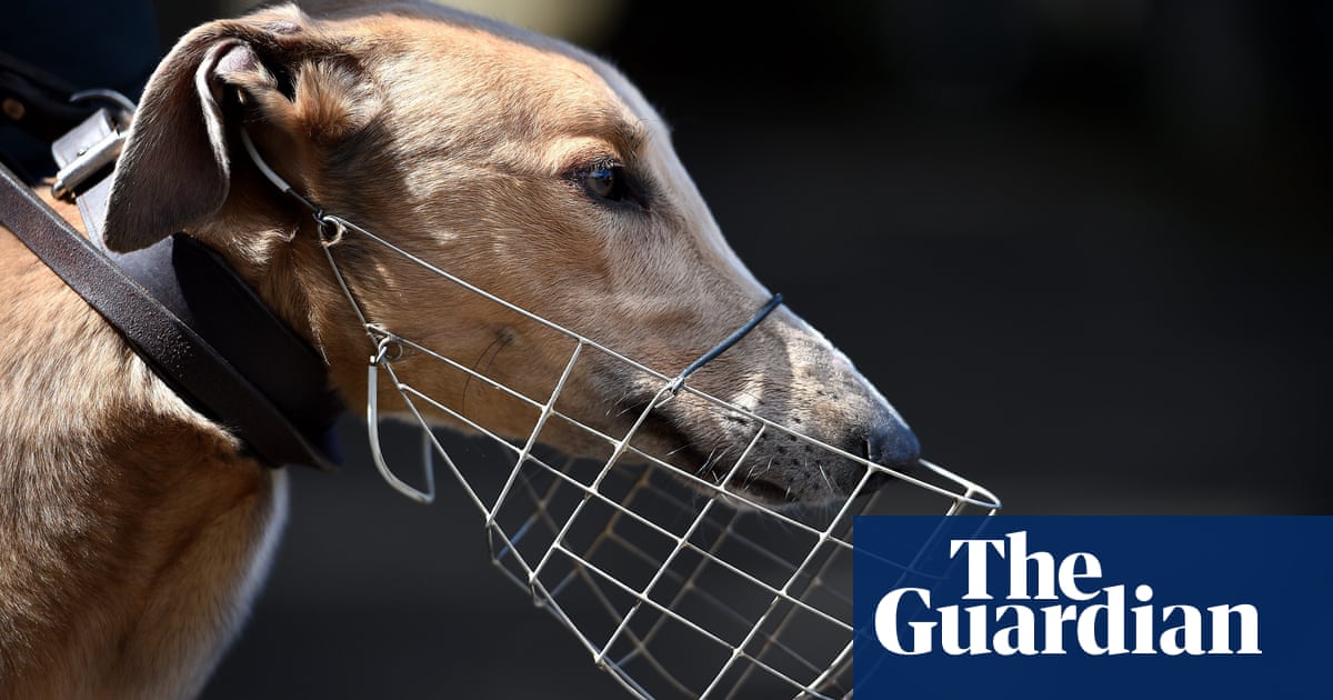 NSW greyhound industry claims ban on gambling ads would result in dogs suffering