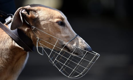 Greyhound doping