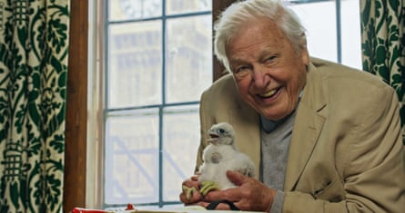 David Attenborough holding a peregrine chick