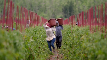 US agricultural workers in a scene from Food, Inc 2