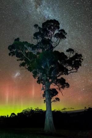 Aurora australis lights and a gumtree captured near Squeaking Point in North West Tasmania on 28 May.