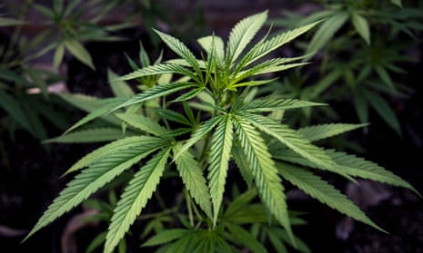 Boom in unapproved medicinal cannabis products worries Australian experts |  Health | The Guardian