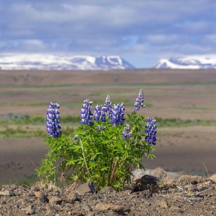 A clump of flowers on rocky ground with a large plain in the background and snow-covered mountains in the distance