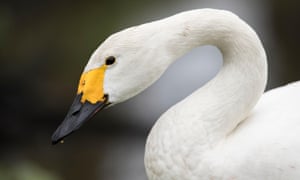 A Bewick's swan (Cygnus columbianus). The lasyt count of the birds showed that the population is starting to grow.