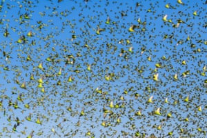A conversa dos periquitos no céu acima da água. Ao amanhecer os pássaros chegaram em pequenos bandos até que havia milhares na barragem