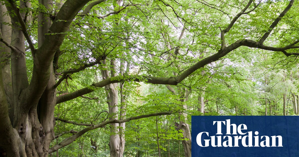 Step up restoration of ancient woodland before it is lost, Forestry England urged | Trees and forests Step up restoration of ancient woodland before it is lost, Forestry England urged | Trees and forests