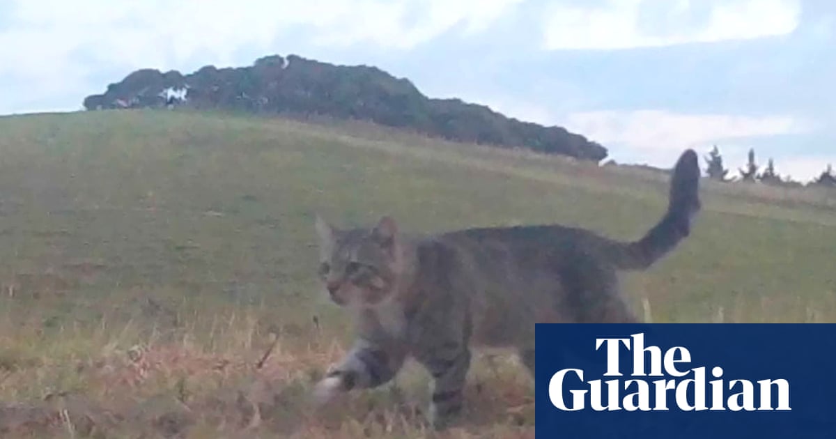 Nine Lives, the feral cat that terrorised New Zealand’s rare ducks, is caught after three years
