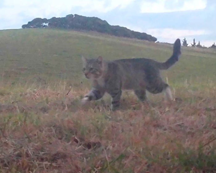 Nine Lives, the feral cat that terrorised New Zealand’s rare ducks, is caught after three years — image supplied by The Guardian World's feed