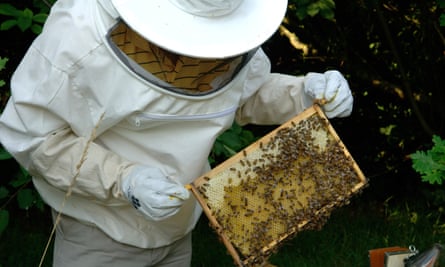 A beekeeper inspecting a hive