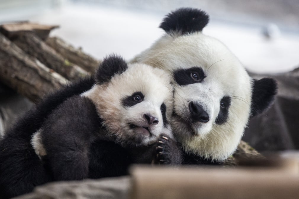 Guardian photos of the day. - Page 14 5254