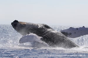 A humpback whale breaches after being freed from entanglement in a heavy line off Hawaii, US