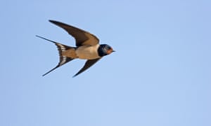 barn swallow in flight