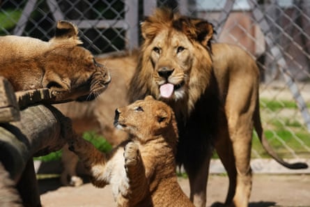 One of the four cubs plays with its parents