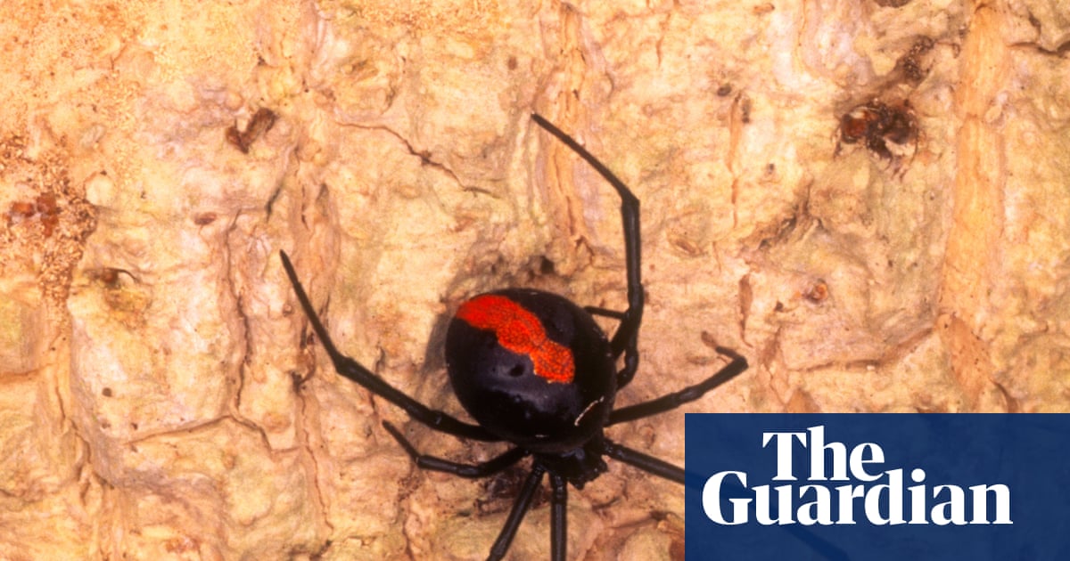 Male redback spiders invite cannibalism through a ‘self-sacrificial somersault’ during sex – but why?