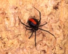Male redback spiders invite cannibalism through a ‘self-sacrificial somersault’ during sex – but why?