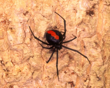 A venomous female Redback spider