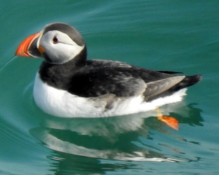 A puffin swimming in the sea