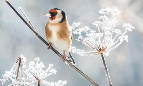 Goldfinch on a frost-covered fennel plant.