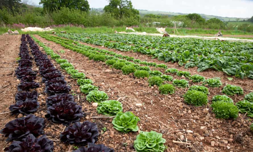 Lettuces grow at Huxhams Cross farm.